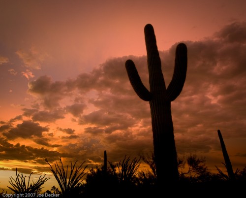 Photographing Cacti and Desert Succulents