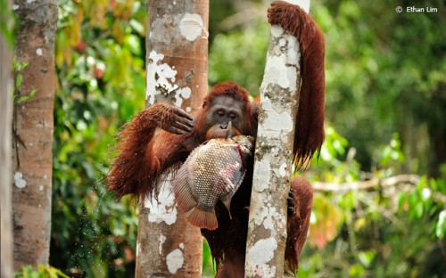 Photographers For Good ~ C.S. Ling and Ethan Lim